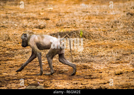 Malade et glabre à pied babouin dans la savane du Parc d'Amboseli au Kenya Banque D'Images