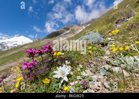 Edelweiss (Leontopodium nivale / Leontopodium alpinum) en fleur sur la pente de montagne, le Parc National du Hohe Tauern, Alpes autrichiennes, Carinthie, Autriche Banque D'Images