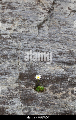 Crowfoot / Alpine Alpine (Ranunculus alpestris) fleur en roche, originaire de l'Alpes, Pyrénées, Carpates, et Apennins Banque D'Images