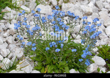 Alpine forget-me-not (Myosotis alpestris) à fleurs en été Banque D'Images