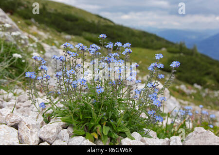 Alpine forget-me-not (Myosotis alpestris) en fleur sur la pente de montagne, le Parc National du Hohe Tauern, Alpes autrichiennes, Carinthie, Autriche Banque D'Images