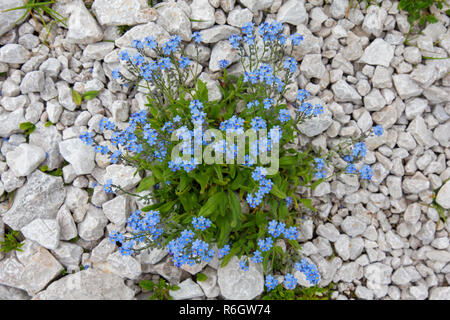 Alpine forget-me-not (Myosotis alpestris) à fleurs en été Banque D'Images