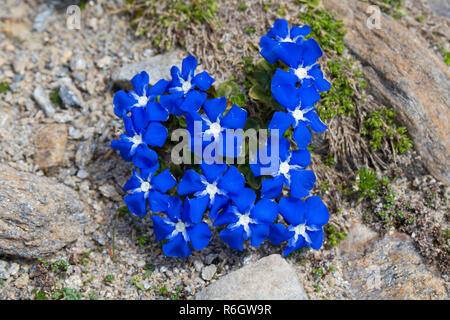 Gentiane (Gentiana bavarica bavarois) en fleur originaire d'Alpes européennes Banque D'Images