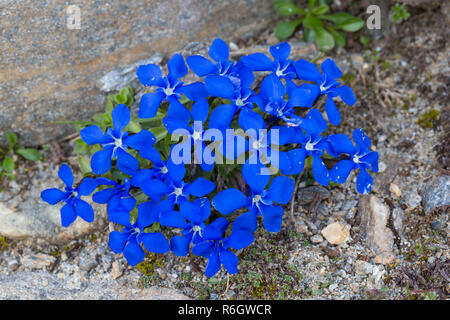 Gentiane (Gentiana bavarica bavarois) en fleur originaire d'Alpes européennes Banque D'Images