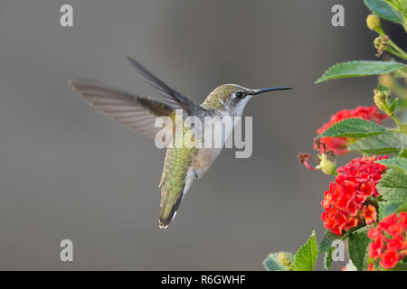 Colibri volant près de Lantana fleurs. Banque D'Images