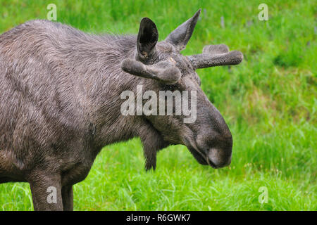 Bull Moose sous la pluie Banque D'Images