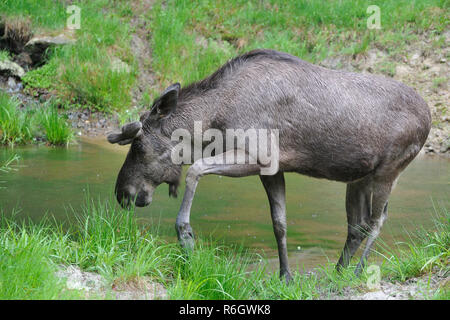 Bull Moose sous la pluie Banque D'Images