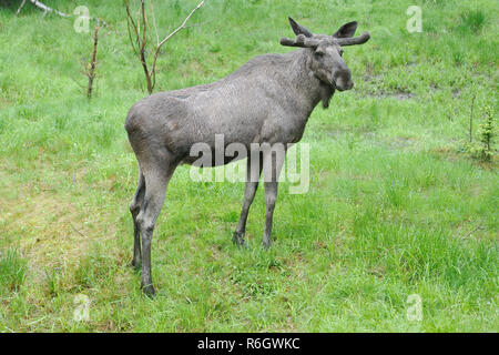 Bull Moose sous la pluie Banque D'Images