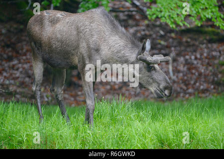 Bull Moose sous la pluie Banque D'Images