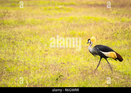 Grue royale picorant dans la savane de campagne parc Amboseli au Kenya Banque D'Images