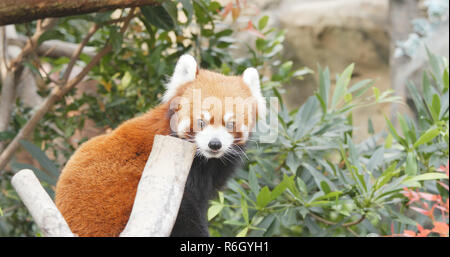 Adorable panda rouge Banque D'Images