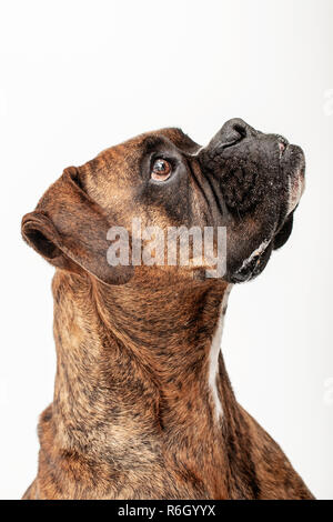 Boxer dog sur fond blanc Banque D'Images