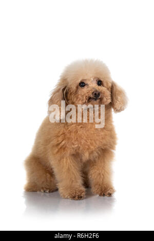 Portrait de chien caniche miniature isolé sur fond blanc Banque D'Images