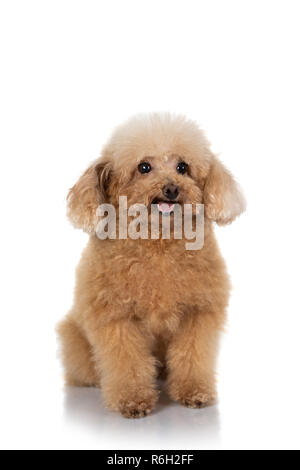 Portrait de chien caniche miniature isolé sur fond blanc Banque D'Images