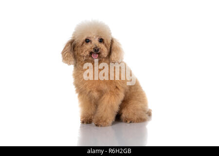 Portrait de chien caniche miniature isolé sur fond blanc Banque D'Images