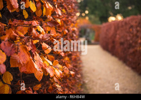 Close up décoloration jaune-or, la chute des feuilles orange sur les branches de bush mur végétal. La fin de l'automne. Jardin ou le parc des rangées de buissons de quitter en perspecti Banque D'Images