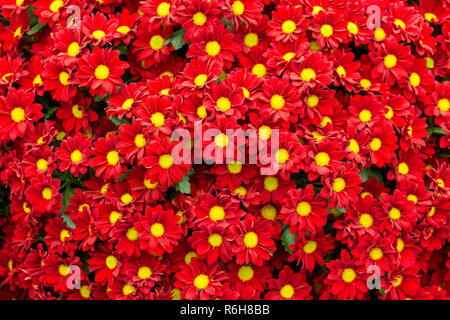 De nombreuses fleurs chrysanthème rouge dans un grand groupe. Fleurs de couleur jaune vif avec de l'image. Banque D'Images