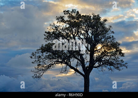 Un seul arbre de chêne dans un pâturage, île Manitoulin, Ontario, Canada Banque D'Images