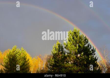 L'automne et arc-en-ciel tremble, le Grand Sudbury, Ontario, Canada Banque D'Images