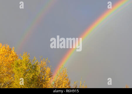 L'automne et arc-en-ciel tremble, le Grand Sudbury, Ontario, Canada Banque D'Images