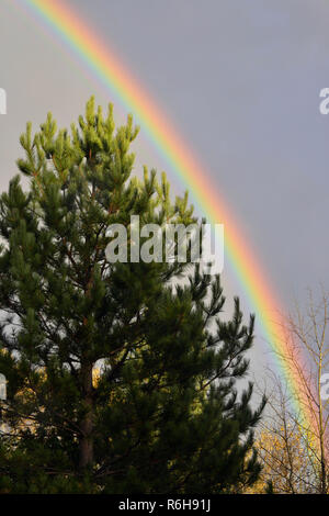 L'automne et arc-en-ciel tremble, le Grand Sudbury, Ontario, Canada Banque D'Images