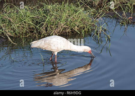 Spatule d'Afrique dans un étang de pêche sur la rivière Chobe, au nord du Botswana Banque D'Images