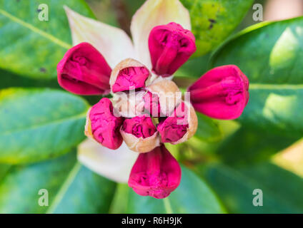 Un plan macro sur les boutons de fleurs rouges d'un buisson de rhododendrons. Banque D'Images