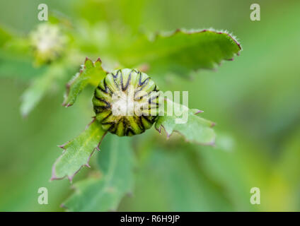 Un plan macro sur un oxeye daisy flower bud. Banque D'Images