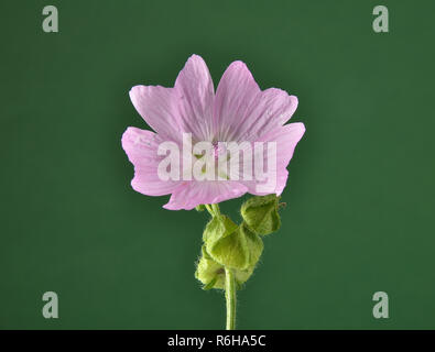 Musk mallow-vert aut Banque D'Images