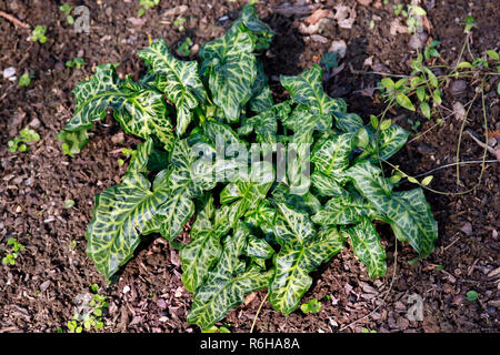 Arum tacheté (arum laisse maculatum) Banque D'Images