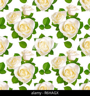 Fond transparent avec des roses blanches. Isolé sur fond blanc. Banque D'Images