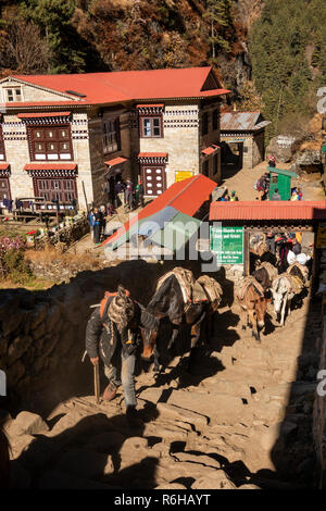 Le Népal, Monju, (Manjo) mule train de monter jusqu'à des marches en pierre Parc national de Sagarmatha checkpoint Banque D'Images