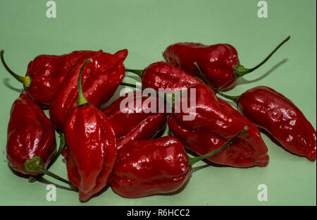 Piments Naga Morich Banque D'Images