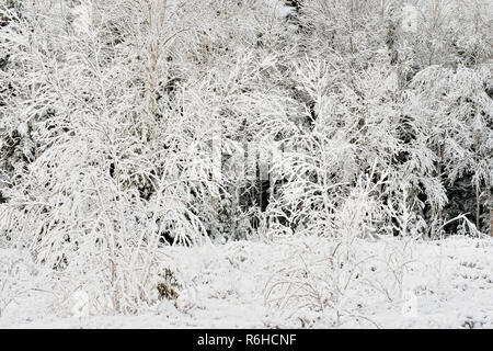 La neige humide frais accrochés à des branches d'arbre, le Grand Sudbury, Ontario, Canada Banque D'Images