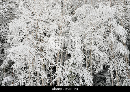 La neige humide frais accrochés à des branches d'arbre, le Grand Sudbury, Ontario, Canada Banque D'Images