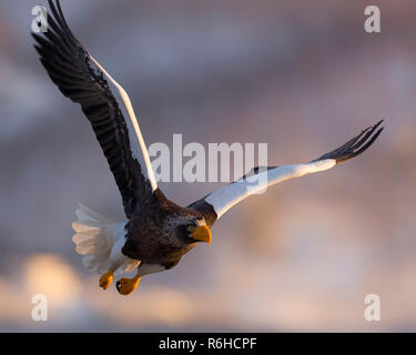 L'aigle de mer de Steller ou Haliaeetus pelagicus à Hokkaido au Japon pendant la migration d'hiver Banque D'Images