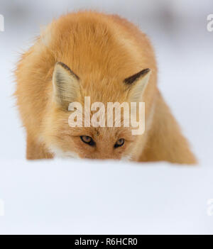 Red Fox ou Ezo Vulpes vulpes schrencki à Hokkaido au Japon au cours de l'hiver Banque D'Images