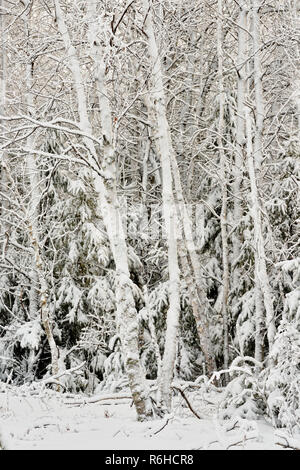 La neige humide frais accrochés à des branches d'arbre, le Grand Sudbury, Ontario, Canada Banque D'Images