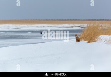 Red Fox ou Ezo Vulpes vulpes schrencki à Hokkaido au Japon au cours de l'hiver Banque D'Images