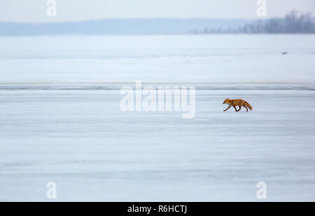 Red Fox ou Ezo Vulpes vulpes schrencki à Hokkaido au Japon au cours de l'hiver Banque D'Images