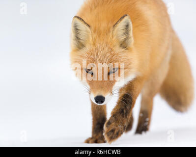 Red Fox ou Ezo Vulpes vulpes schrencki à Hokkaido au Japon au cours de l'hiver Banque D'Images