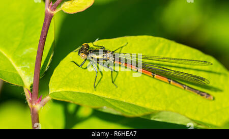 Un plan macro sur une grande demoiselle rouge reposant sur une feuille verte. Banque D'Images
