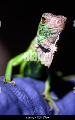 iguane vert Banque D'Images