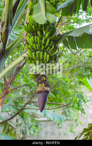 Régime de banane plantain avec sa fleur dans un jardin tropical au Kenya Banque D'Images