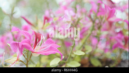 Fleur de Bauhinia in park Banque D'Images