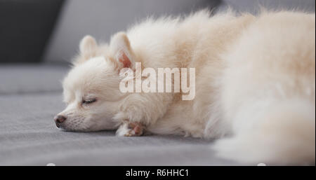 Pomeranian chien dormir sur canapé Banque D'Images