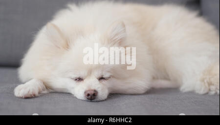 Chien pomeranian à dormir à la maison Banque D'Images