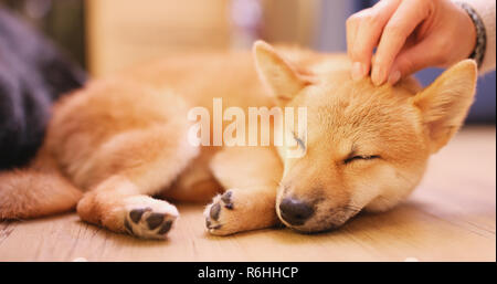 Propriétaire d'animal de touch sur petit chiot Shiba Inu chien Banque D'Images