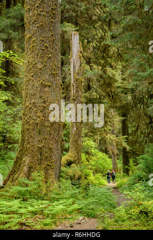 Deux femmes en randonnée sur le sentier de la rivière Hoh, Hoh Rainforest, Olympic National Park, Washington. Banque D'Images