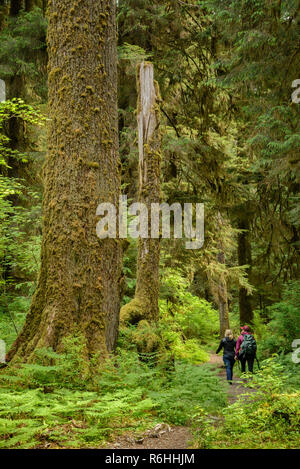 Deux femmes en randonnée sur le sentier de la rivière Hoh, Hoh Rainforest, Olympic National Park, Washington. Banque D'Images